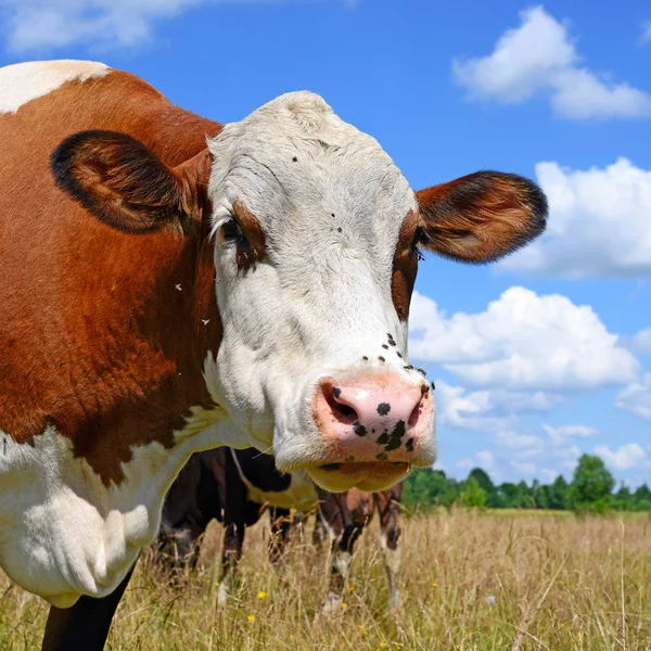 Cow Portrait Blue Sky Background — Stok fotoğraf