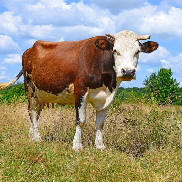 Cow Summer Pasture Sunny Day — Stock fotografie