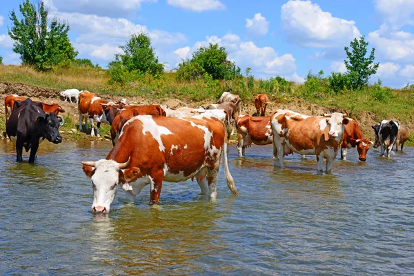 Vacas Que Regam Rio Verão — Fotografia de Stock