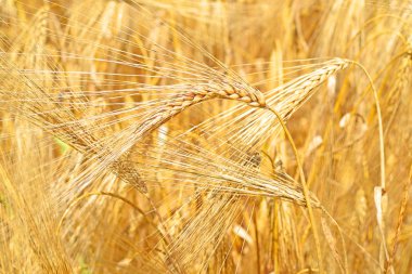 Kırsal alanda Wheet alanı