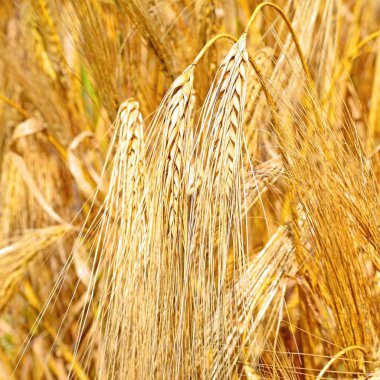 Kırsal alanda Wheet alanı