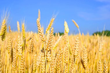 Kırsal alanda Wheet alanı