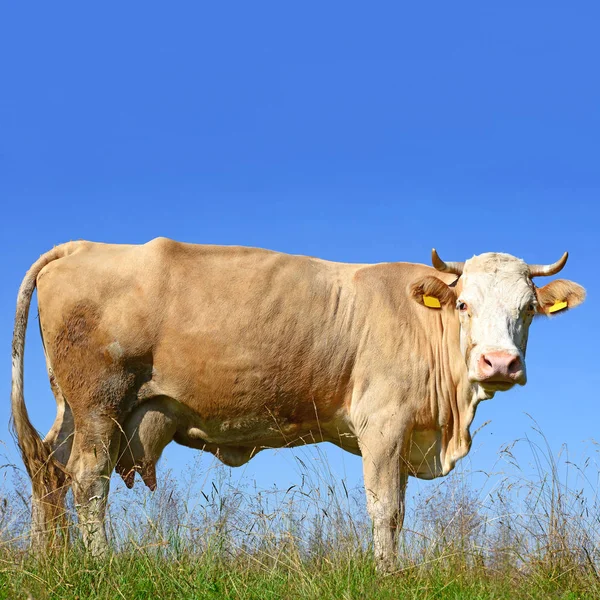 Cow Summer Pasture Sunny Day — Foto Stock