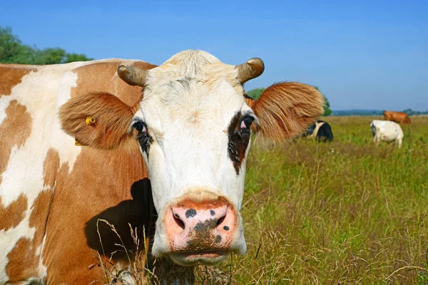 Cow Summer Pasture Sunny Day — Stok fotoğraf