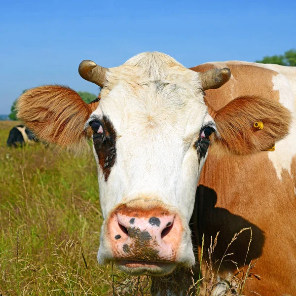 Cow Summer Pasture Sunny Day — Stock Photo, Image