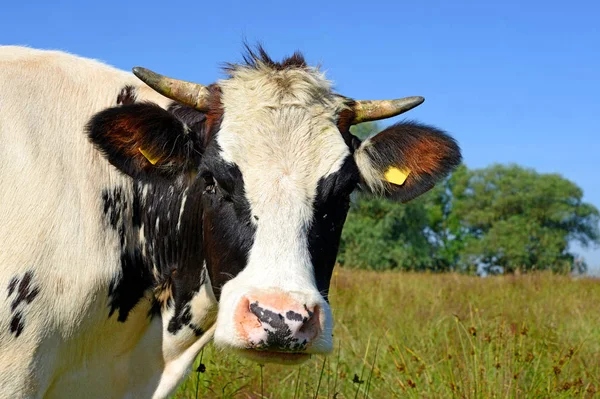 Cow Summer Pasture Sunny Day — Stock fotografie