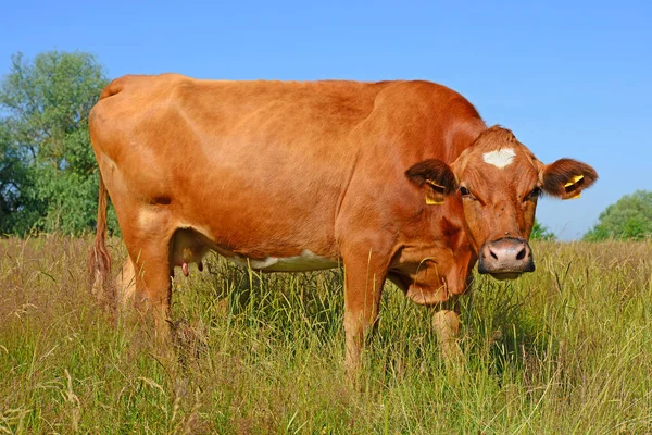 Vaca Pasto Verano Día Soleado —  Fotos de Stock