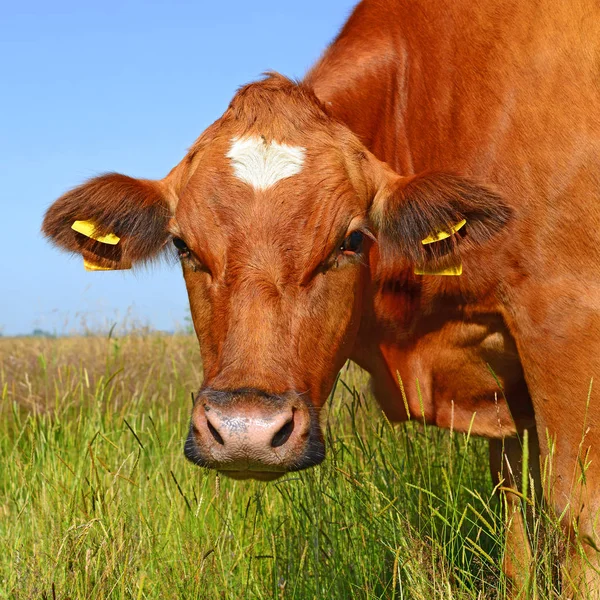 Cow Summer Pasture Sunny Day — 스톡 사진