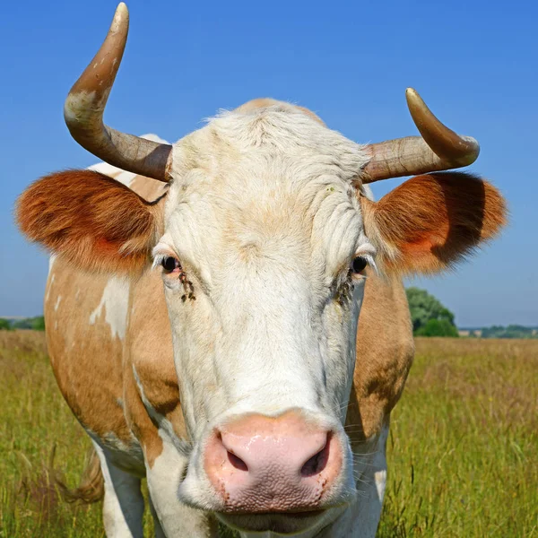 Kuh Auf Der Sommerweide Einem Sonnigen Tag — Stockfoto