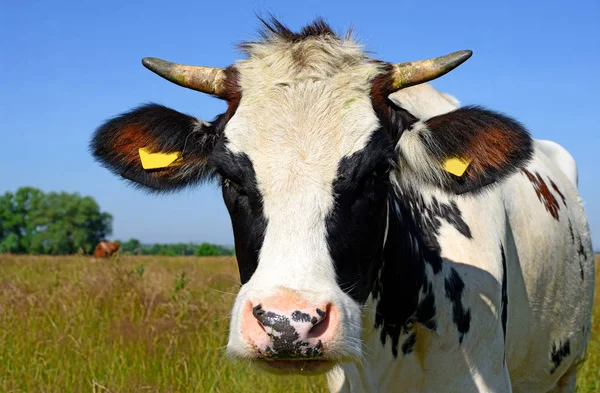 Portrait Vache Sur Fond Bleu Ciel — Photo