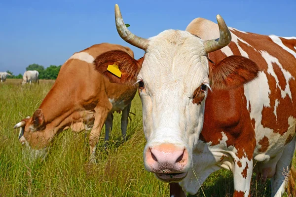 Cows Summer Pasture Sunny Day — Stock Photo, Image