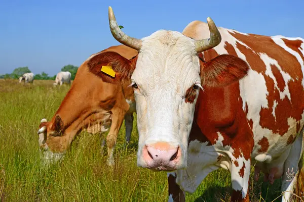 Корови Літньому Пасовищі Сонячний День — стокове фото