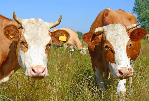 Cows Summer Pasture Sunny Day —  Fotos de Stock