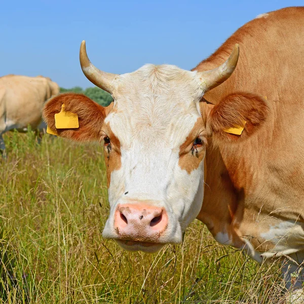 Krowy Letnim Pastwisku Słoneczny Dzień — Zdjęcie stockowe