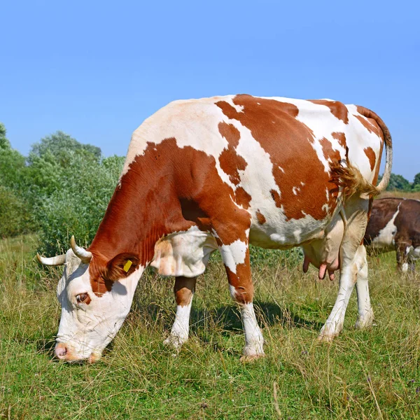 Cows Summer Pasture Sunny Day — Photo