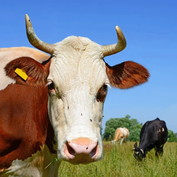 Vacas Pasto Verão Dia Ensolarado — Fotografia de Stock