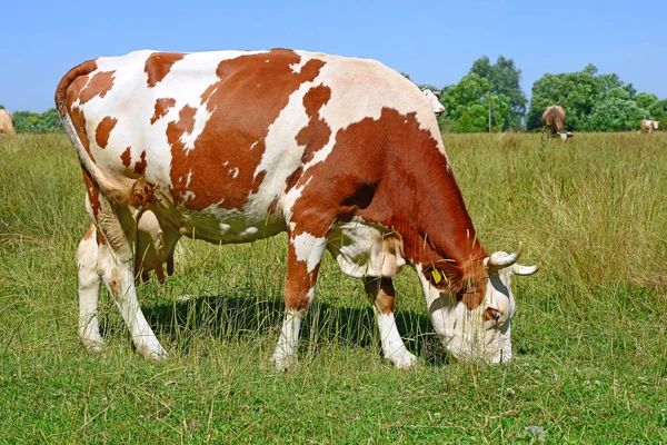 Cow Summer Pasture Sunny Day — 图库照片