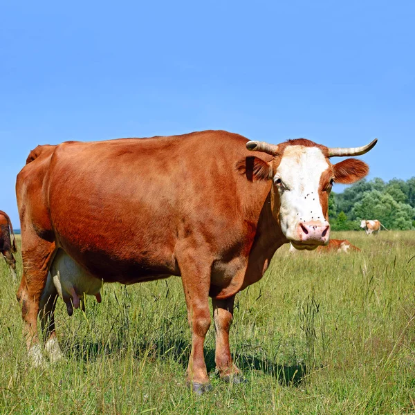 Kráva Letní Pastvině Slunečného Dne — Stock fotografie