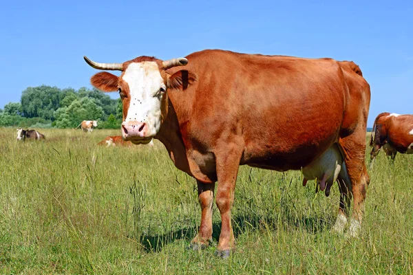 Vaches Sur Pâturage Été Dans Une Journée Ensoleillée — Photo