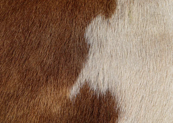 Fragment Cow Skin Animal Background — Foto de Stock