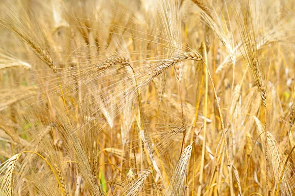 Kırsal alanda Wheet alanı