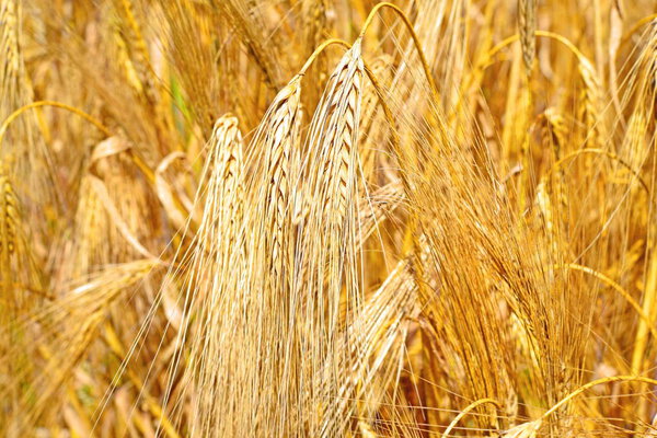 пшеничное поле в сельской местности