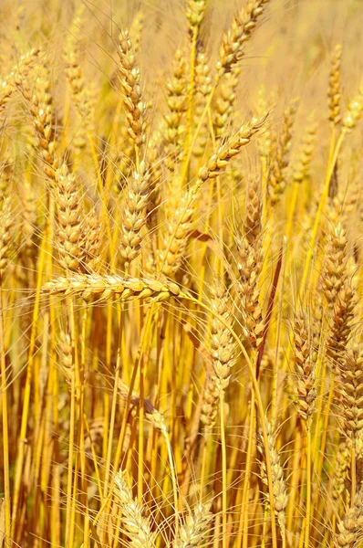 Пшеничное Поле Сельской Местности — стоковое фото