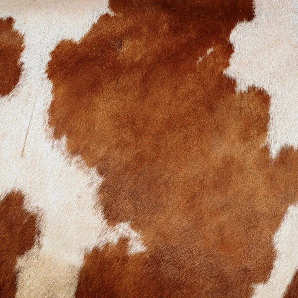 Fragment Cow Skin Animal Background — Stok fotoğraf