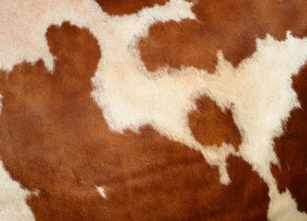 Natural Cow Fur Texture Closeup — 图库照片