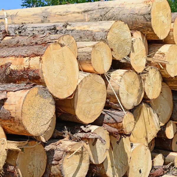 Pile Wood Logs Timber Background — Stock Photo, Image