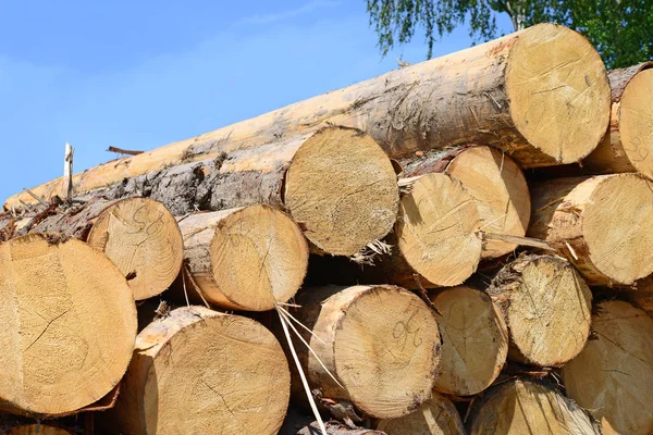 Pile Wood Logs Timber Background — Zdjęcie stockowe