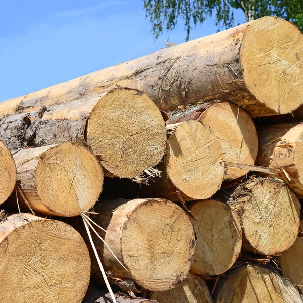 Pile Wood Logs Timber Background — Fotografia de Stock