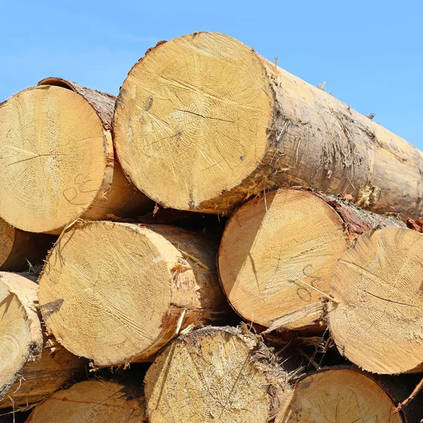 Pile Wood Logs Timber Background — Stockfoto