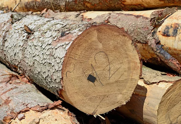 Pile Wood Logs Timber Background — Stockfoto