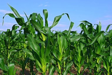 Kırsal alanda genç mısır ekinleri 