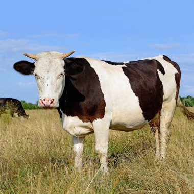 cows on green summer pasture
