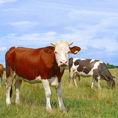 cows on a summer pasture in a sunny day