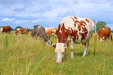 cows on a summer pasture in a sunny day