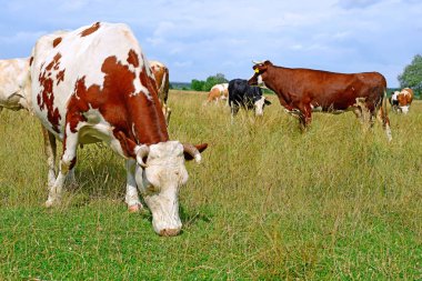Güneşli bir günde, yaz otlağında inekler