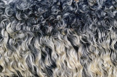 bir koyun mamul deri