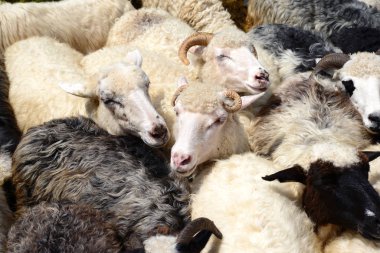 Kırsal alanda otlayan koyunlar