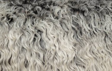 Koyun yünü parçası. Yaklaş.