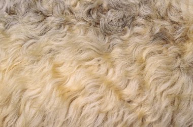 Koyun yünü parçası. Yaklaş.