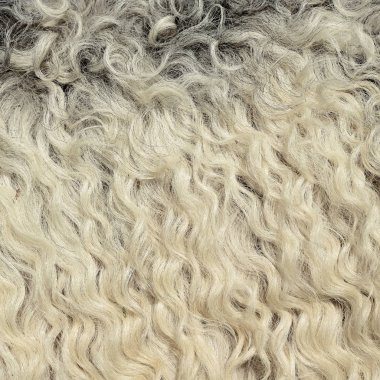 Koyun yünü parçası. Yaklaş.