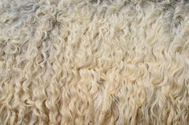 Koyun yünü parçası. Yaklaş.