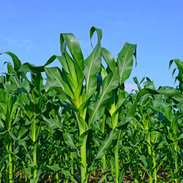 Young Corn Crops Rural Landscape — Stock Photo, Image