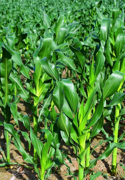 Young Corn Crops Rural Landscape — ストック写真