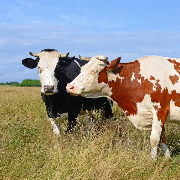 Cows Summer Pasture Sunny Day — ストック写真