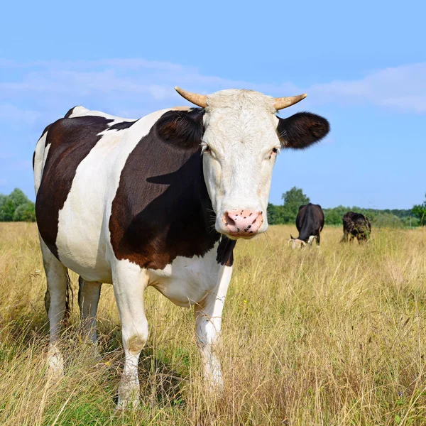 Αγελάδες Πράσινο Θερινό Βοσκότοπο — Φωτογραφία Αρχείου