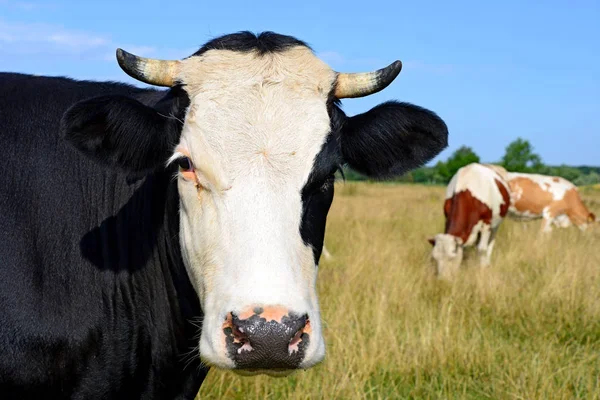 Cows Green Summer Pasture — Fotografia de Stock